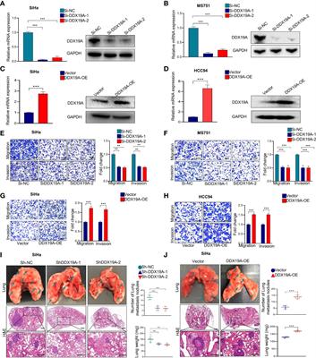 Corrigendum: DDX19A Promotes Metastasis of Cervical Squamous Cell Carcinoma by Inducing NOX1-Mediated ROS Production